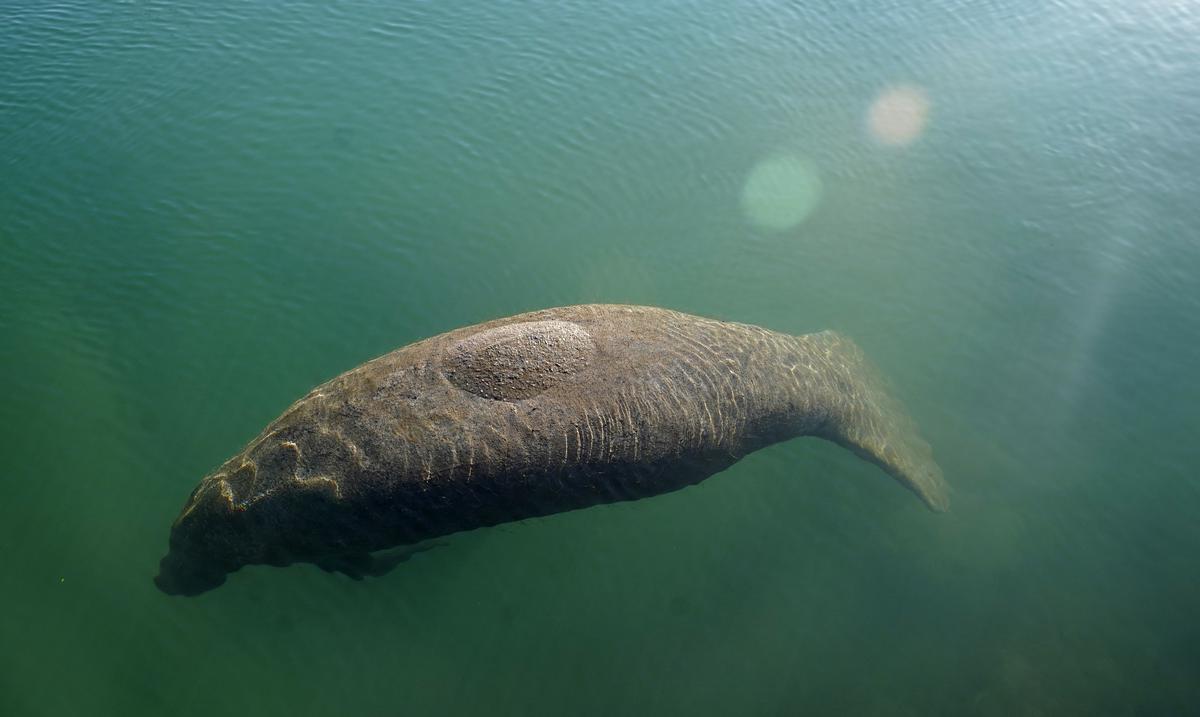 Natural Resources treated two cases of injured manatees in December