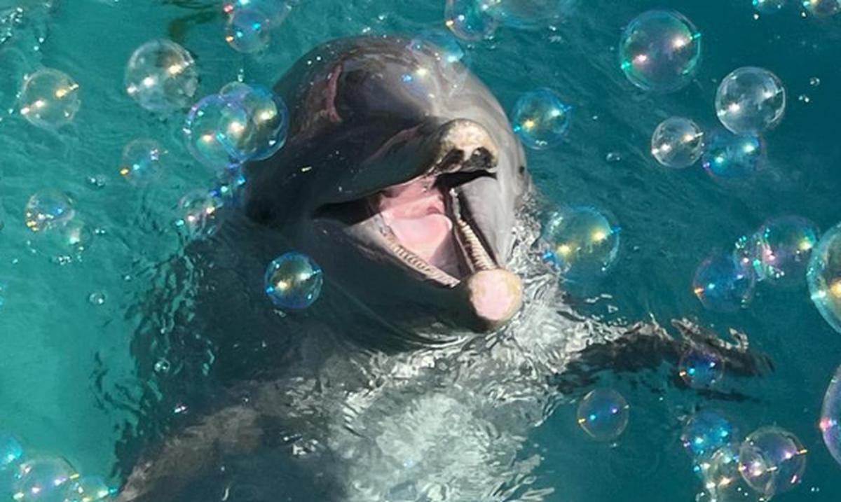 A 30-year-old dolphin from the Miami Aquarium dies