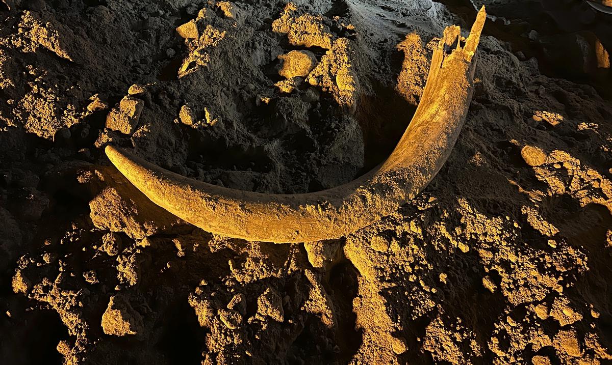 Miners find the remains of a mammoth in North Dakota
