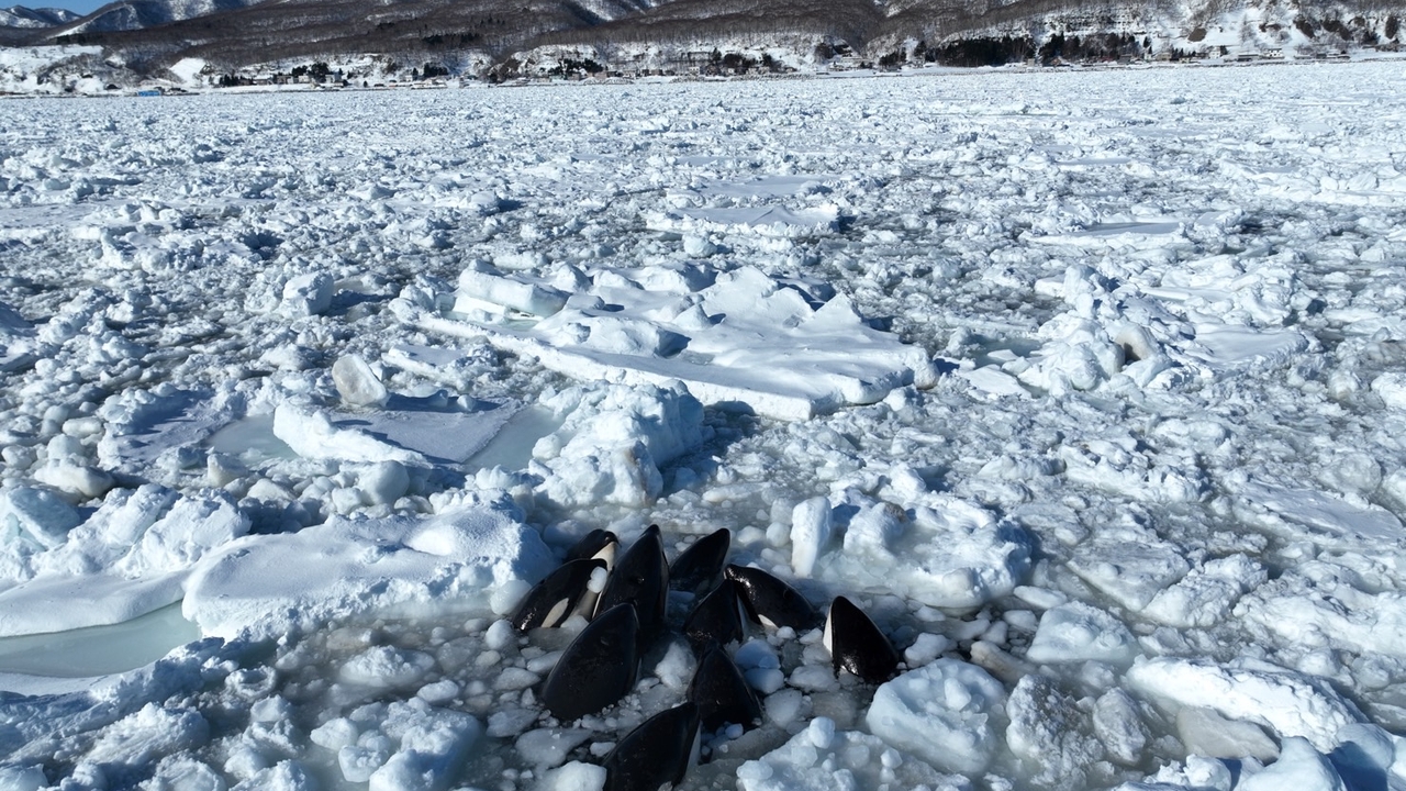 A pod of killer whales becomes trapped in ice off the coast of northern Japan
