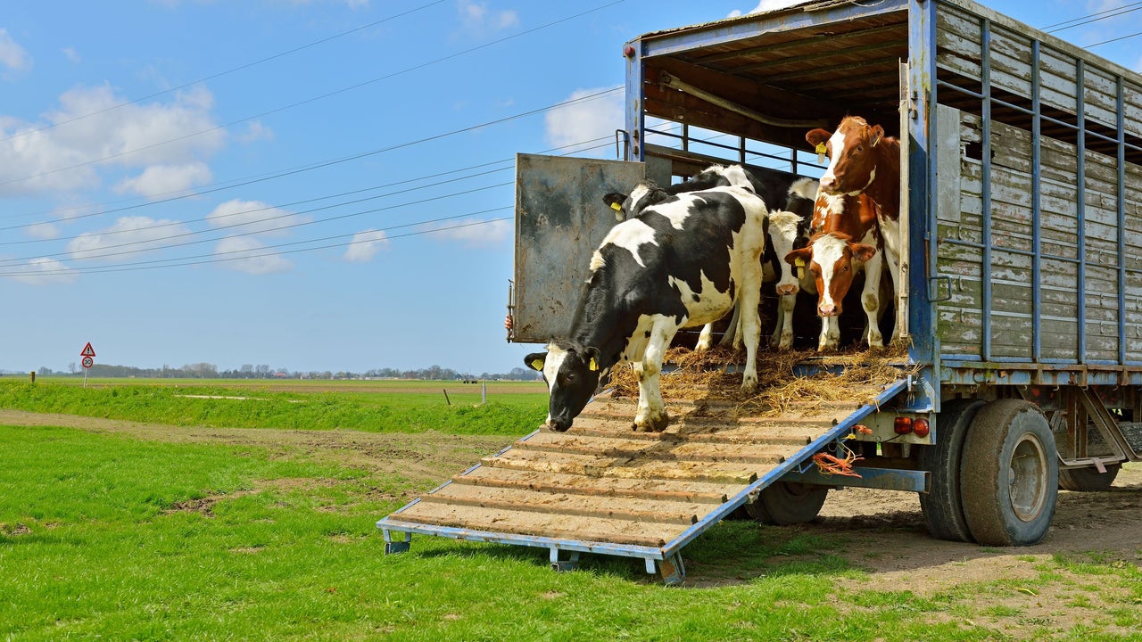 Brussels finishes off the Spanish countryside with its animal transport standard