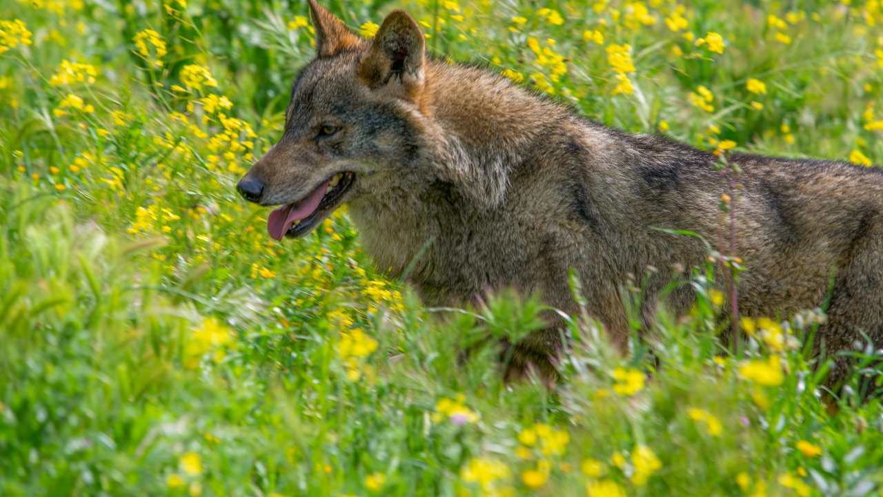Chernobyl mutant wolves develop cancer resistance