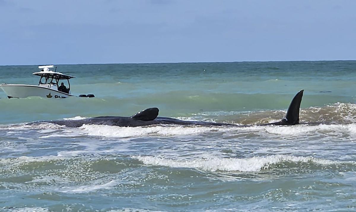 A whale dies after being stranded on a Florida beach