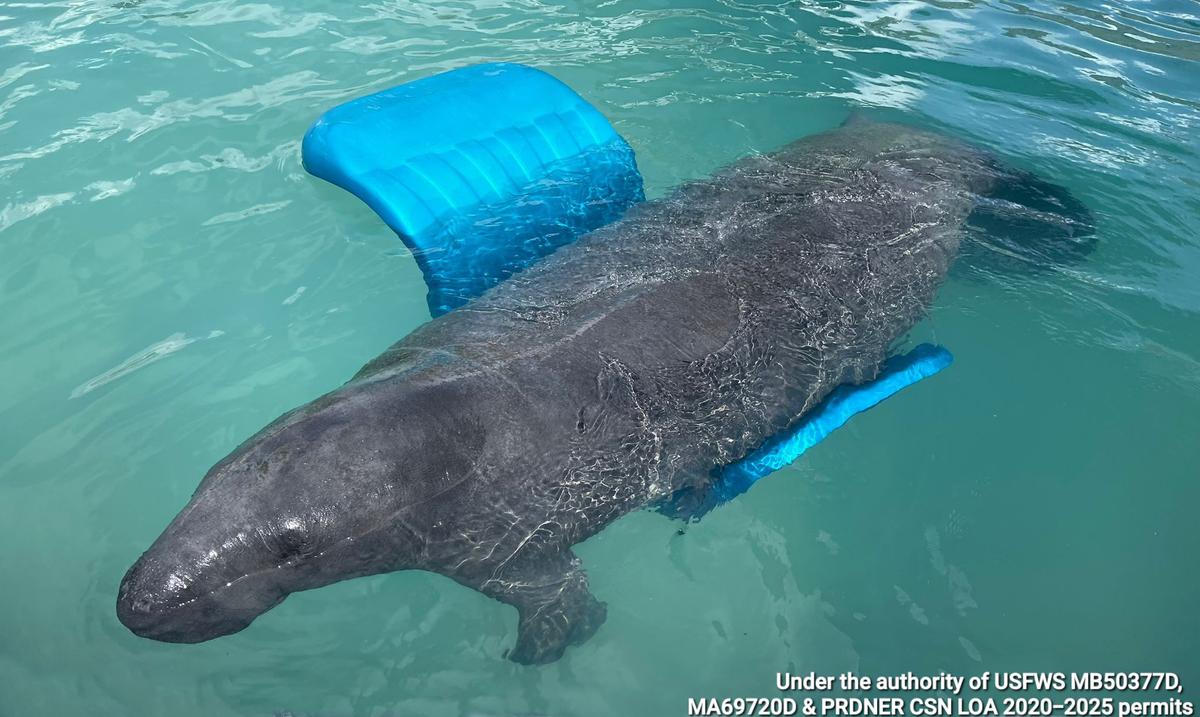 The manatee Guacara dies after 14 years in rehabilitation in Puerto Rico
