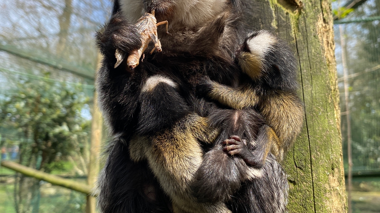 Triplets are born to this curious primate in danger of extinction in a zoo in Cantabria