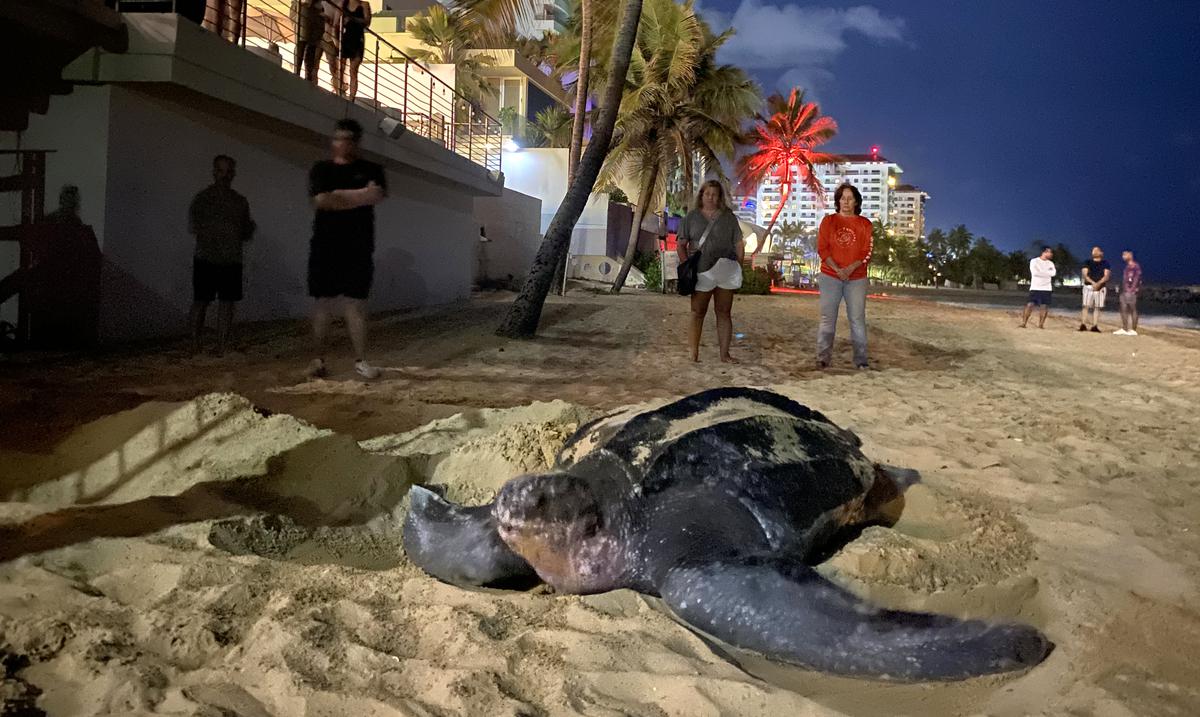 Leatherback nests in Puerto Rico are protected by volunteer patrols