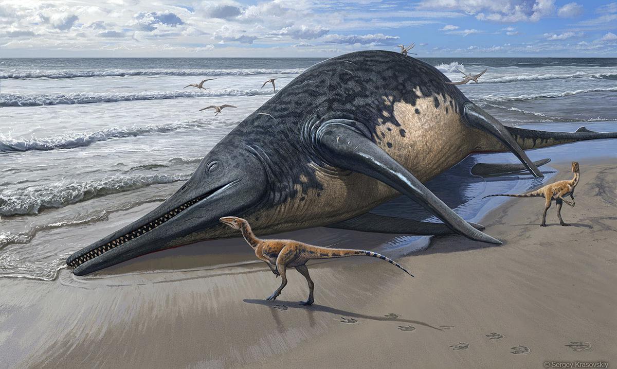 A girl discovers the remains that confirm a new species of giant marine reptile