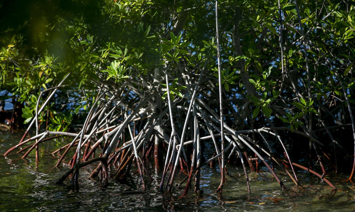 UPR study in Ponce confirms it: mangroves help mitigate underwater noise