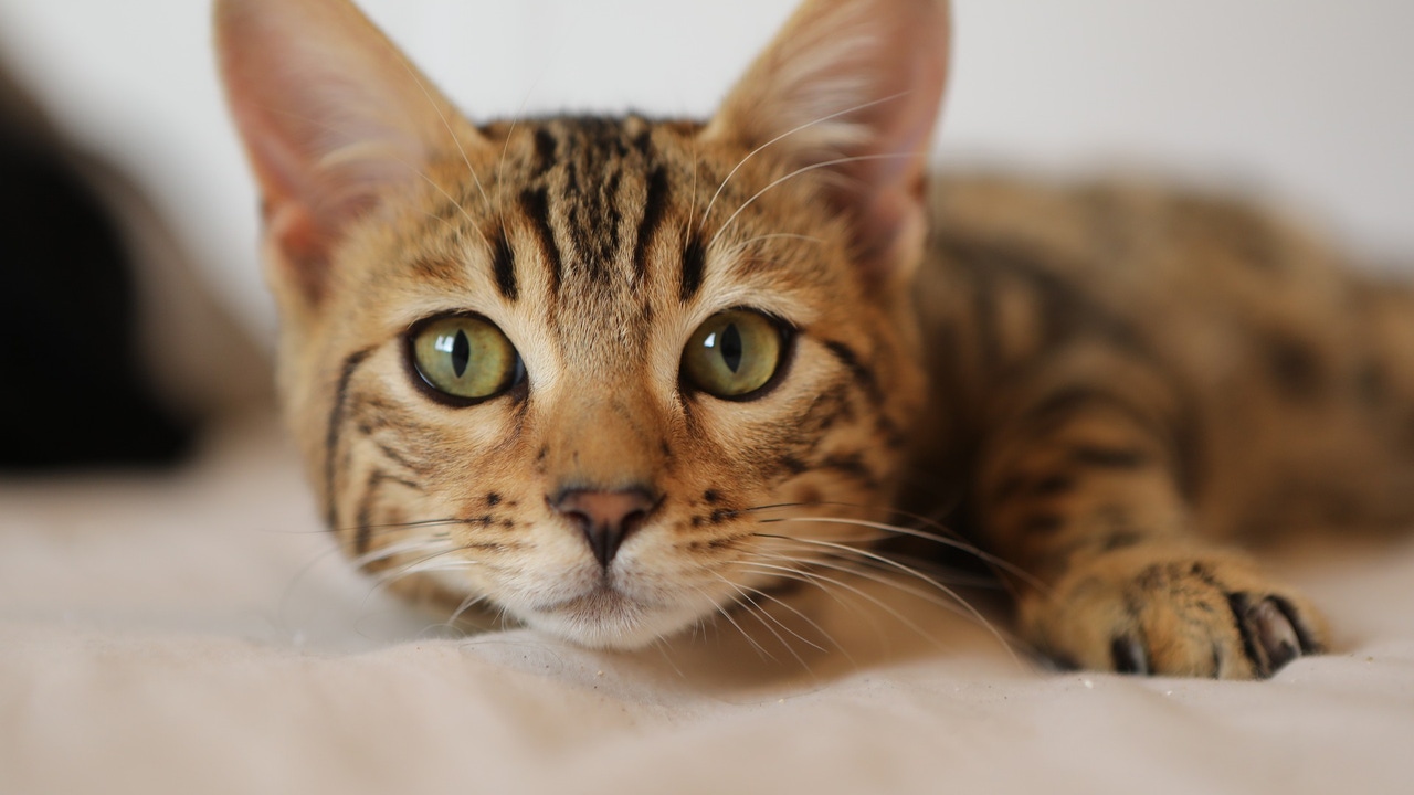 How many years does a cat live?  This is what a study carried out by UK scientists says