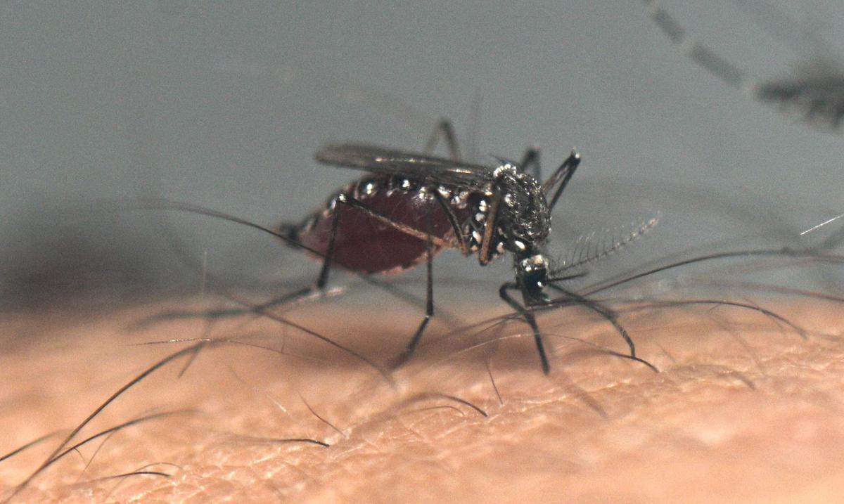 Indian Ocean temperature could help predict the magnitude of global dengue epidemics