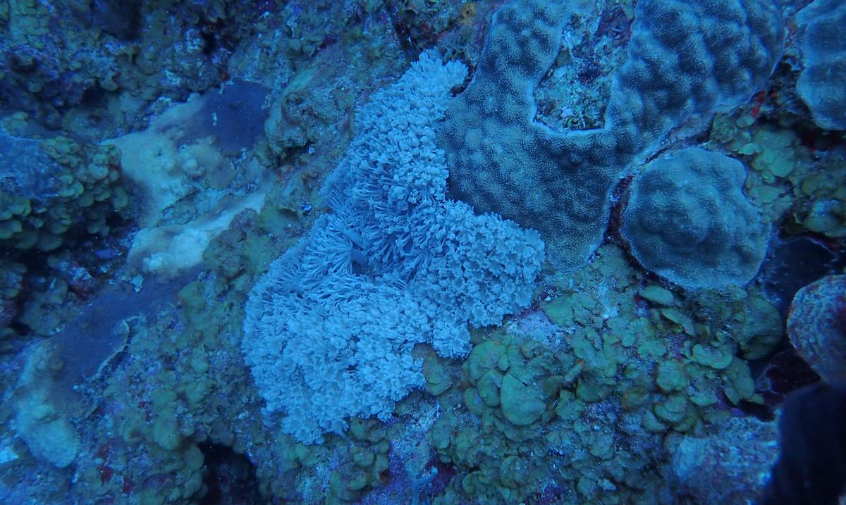 Natural Resources declares environmental emergency due to invasive species that affects corals