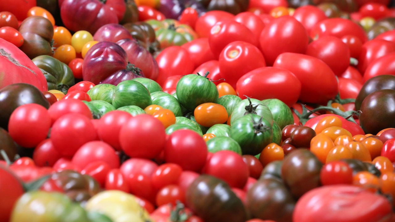 Spanish tomatoes lose the battle against Moroccan tomatoes