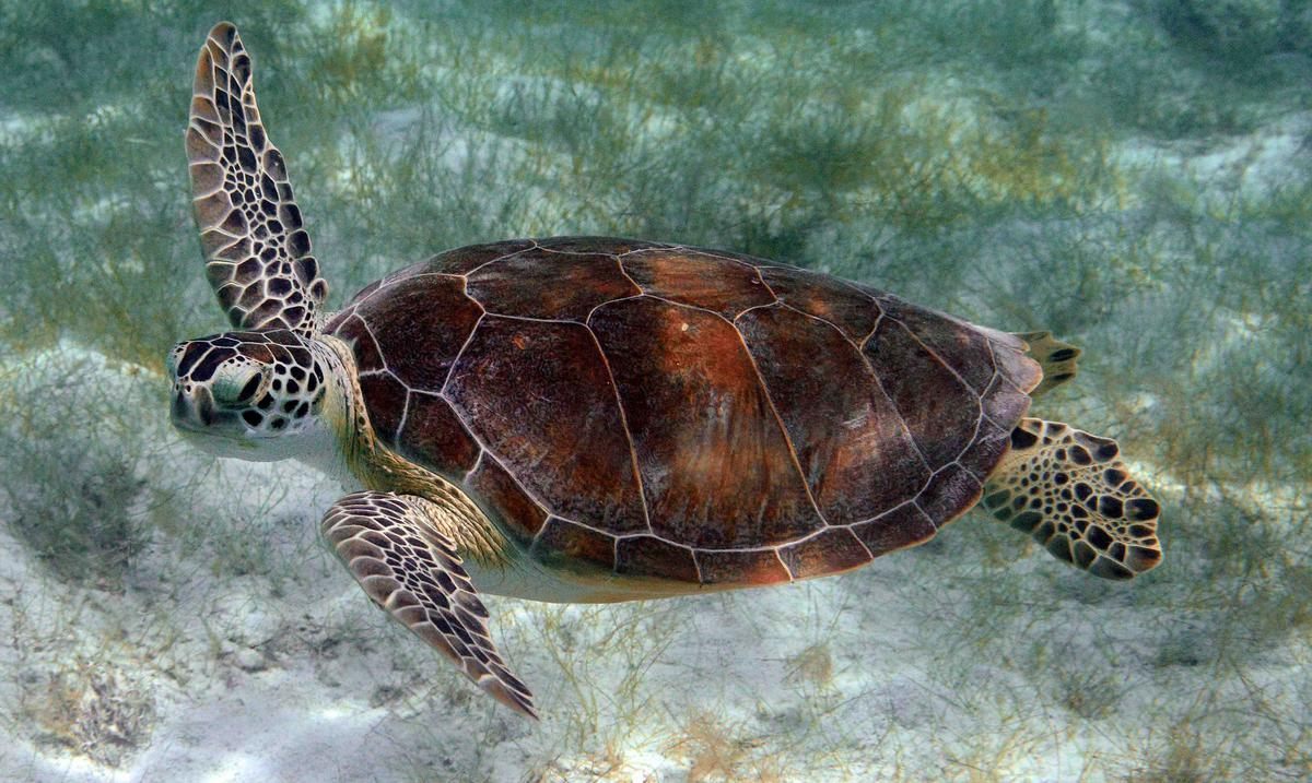 The DRNA investigates the discovery of a dead turtle on Puerto Nuevo beach, in Vega Baja