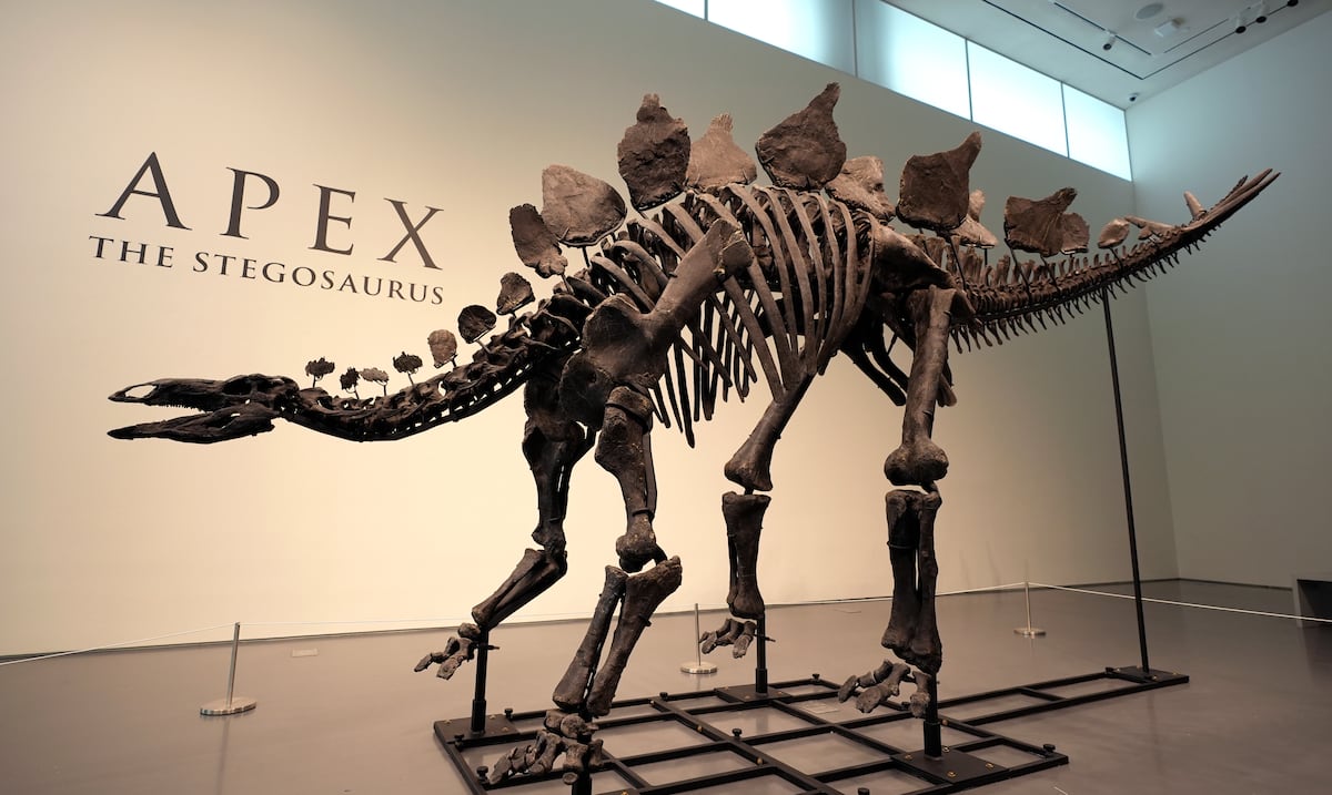 Dinosaur fossil with signs of arthritis to be auctioned in New York