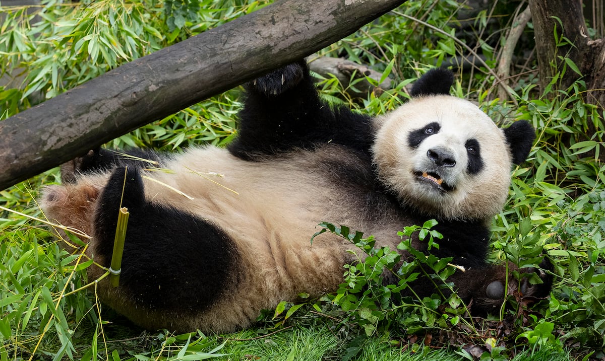 Panda pair from China acclimatize to new home at San Diego Zoo