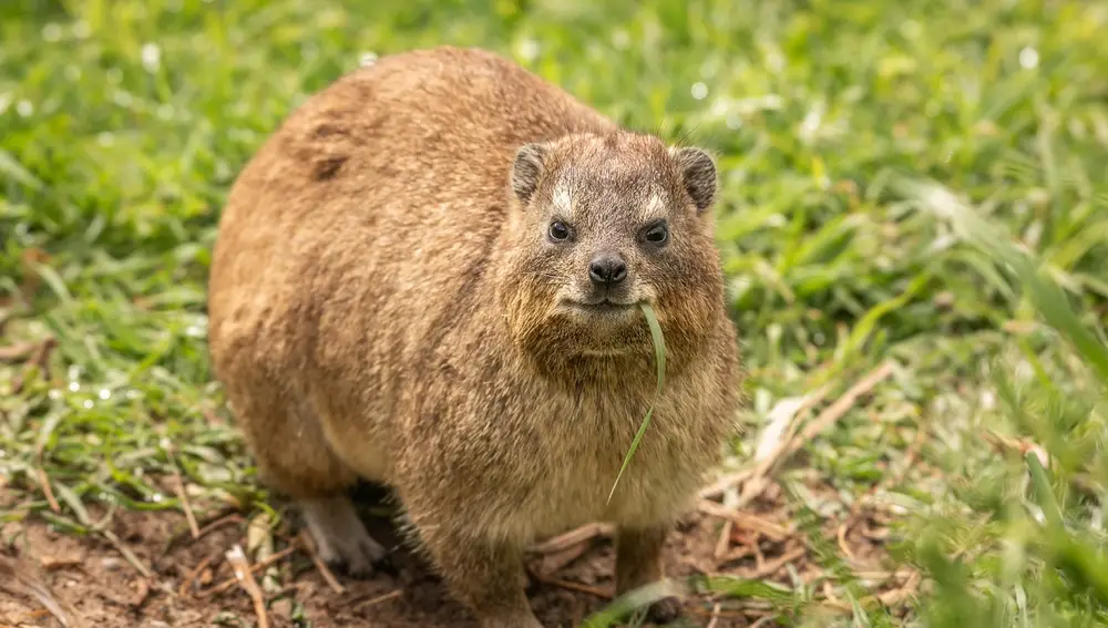 Rock hyrax