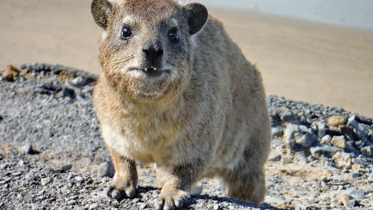 Meet the 'rock hyrax', the elephant relative that mistakenly gave Hispania its name