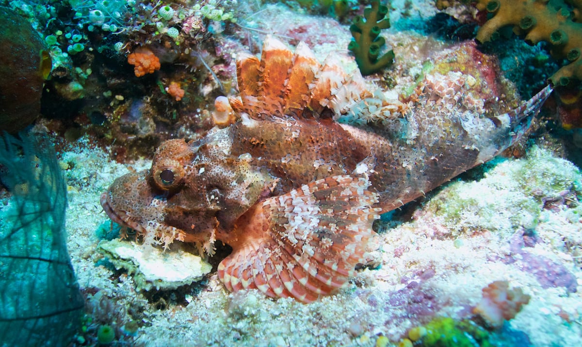 Stonefish is a common species in Puerto Rico, says DRNA
