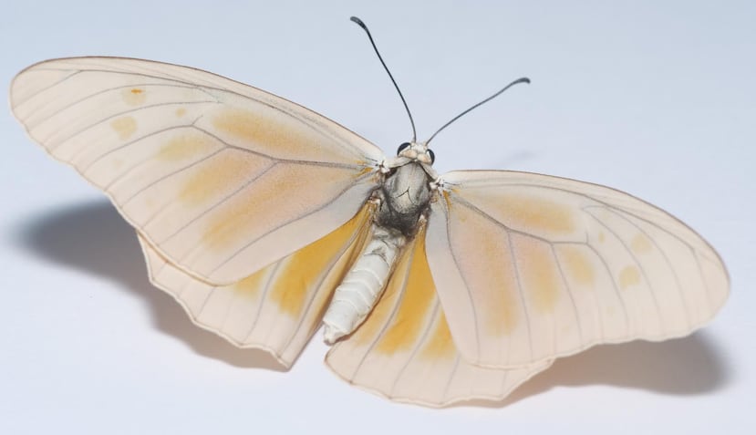 A monarch butterfly without melanin in its wings.