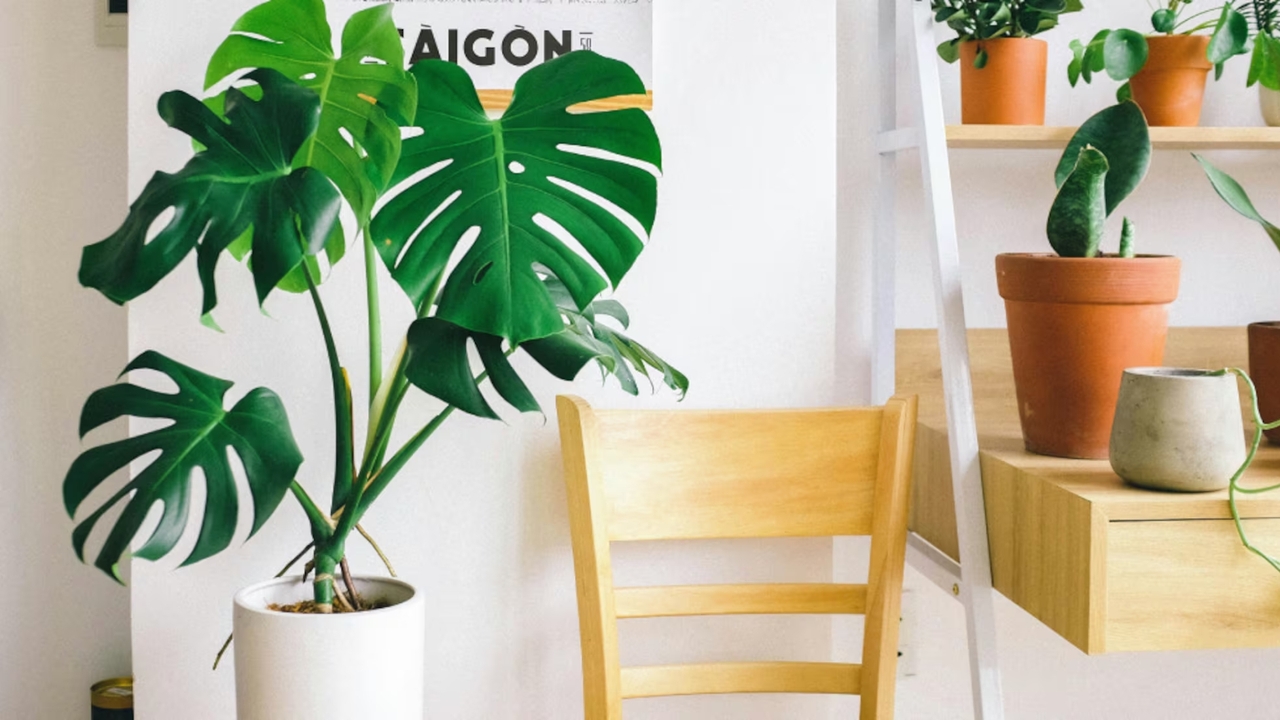 Indoor plants that purify the air and beautify your home