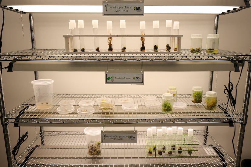 Negrón Berríos highlighted that this environmental agricultural laboratory is the first in Puerto Rico.  