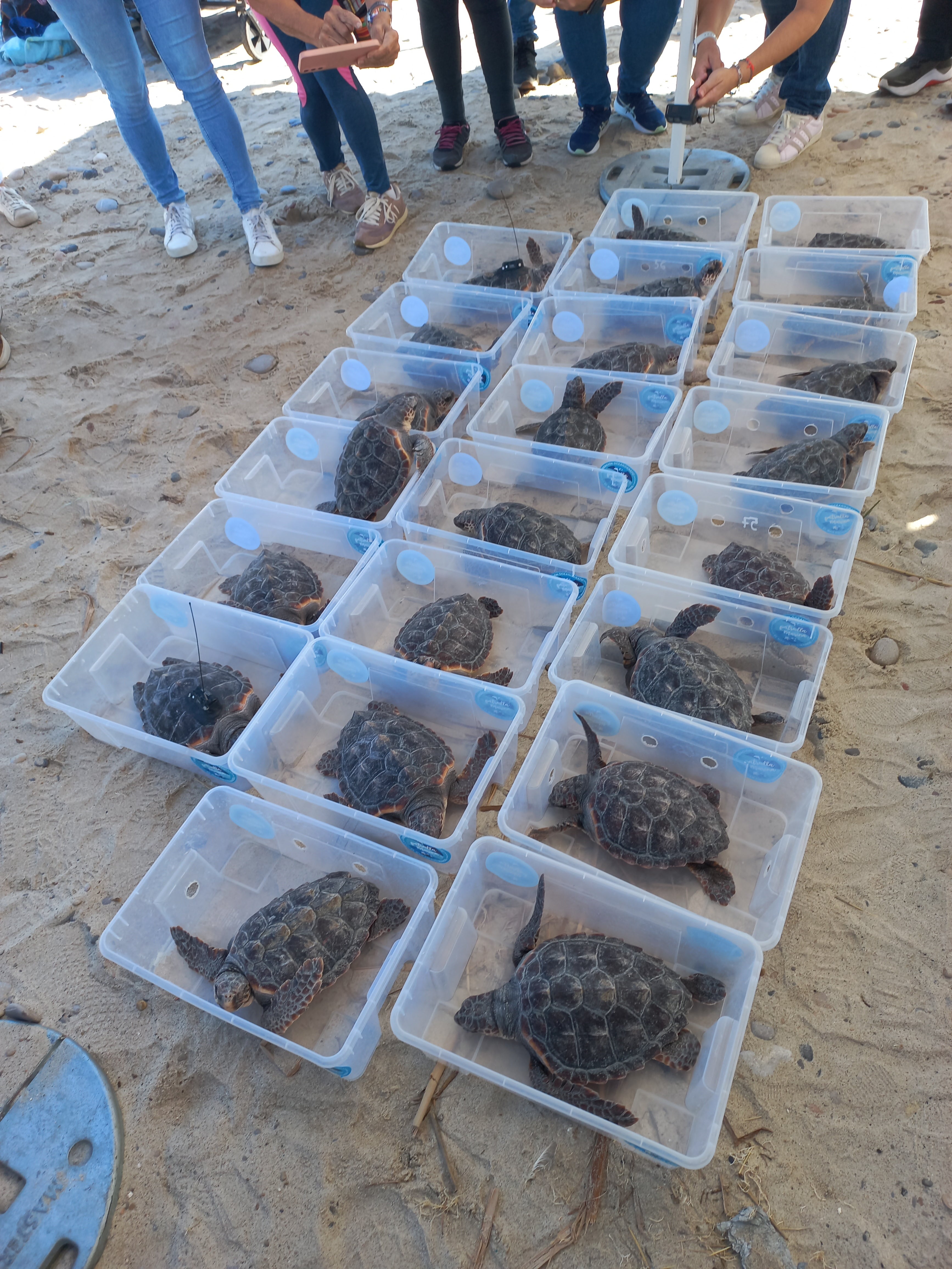 The 22 turtles prepared for release on Almassora beach