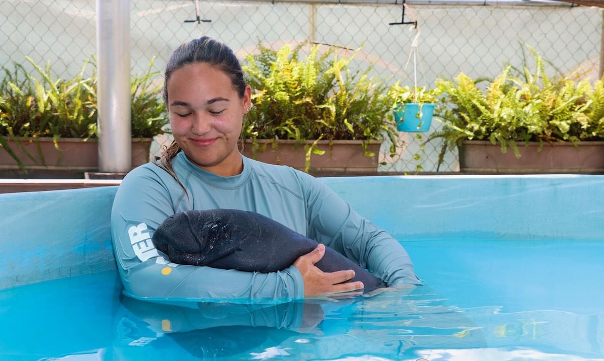 Baby manatee rescued in Loíza needs formula for recovery
