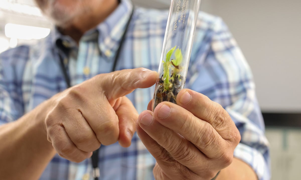 From Barranquitas: they will multiply banana and cocoa seeds to strengthen Puerto Rican agriculture