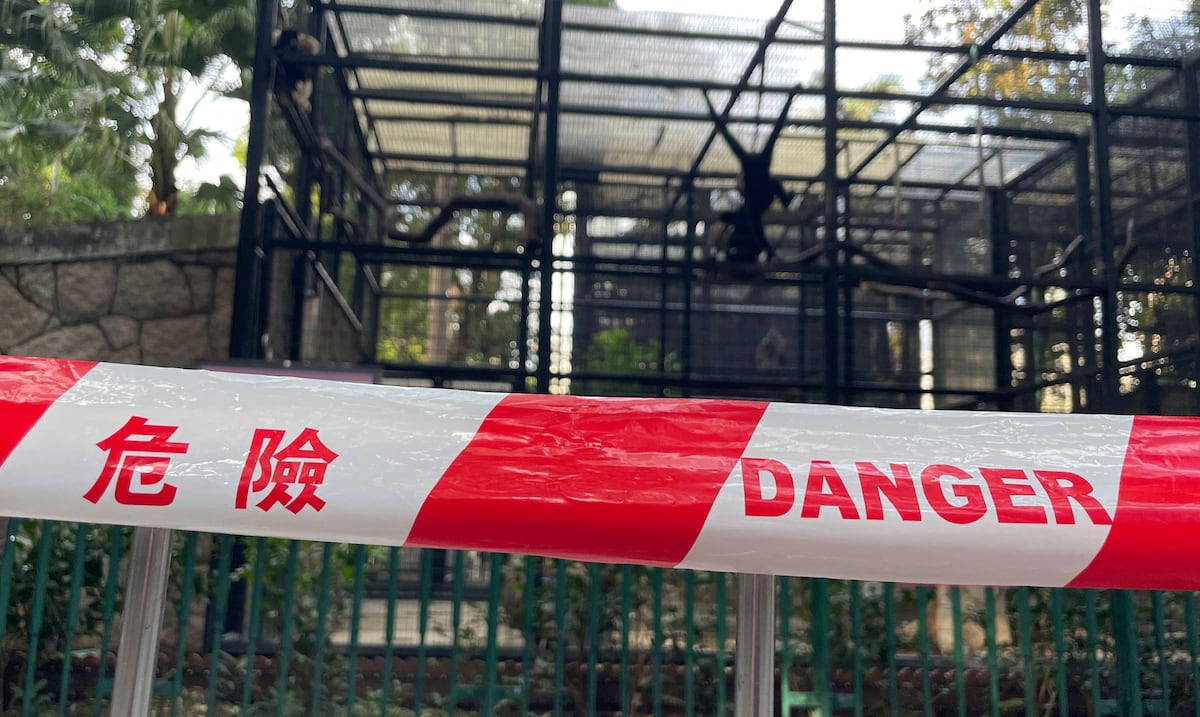 Hong Kong Zoo investigates the death of 9 monkeys in two days