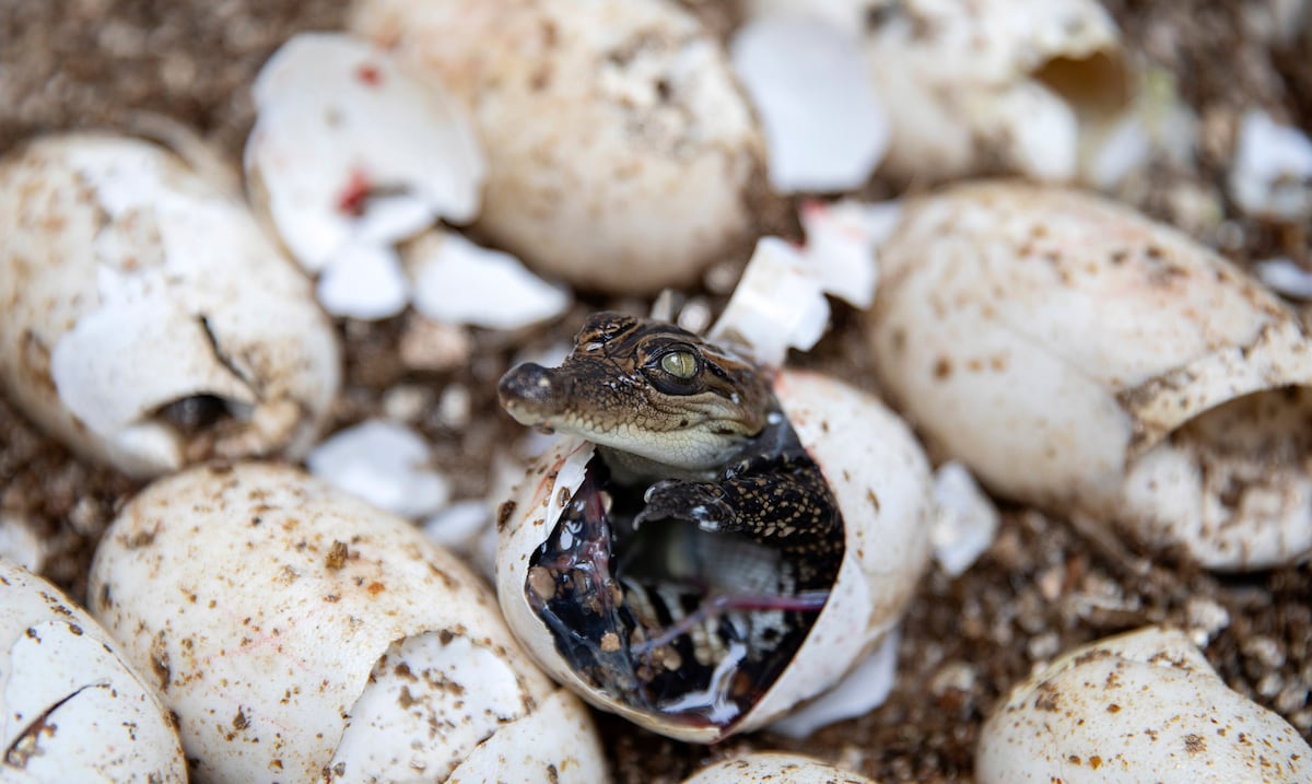 How a nearly extinct crocodile species is recovering in Cambodia