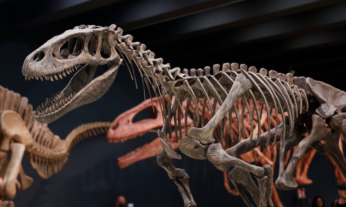 They discover a reptile in Brazil that could provide clues about the origin of dinosaurs