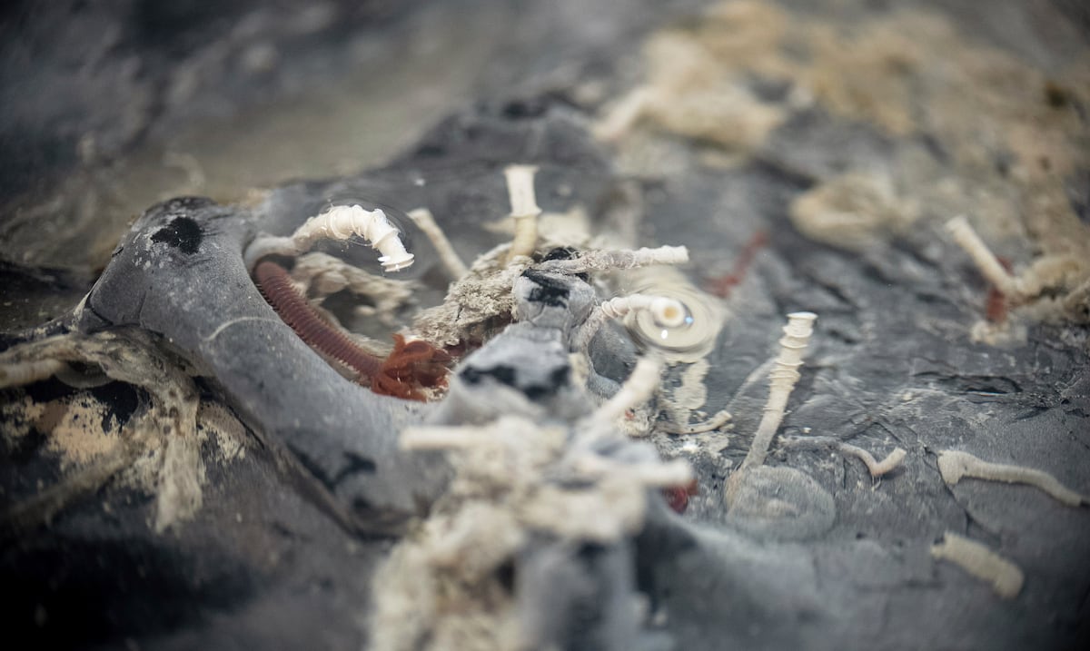 Tube worms, snails and other strange creatures found under the seabed