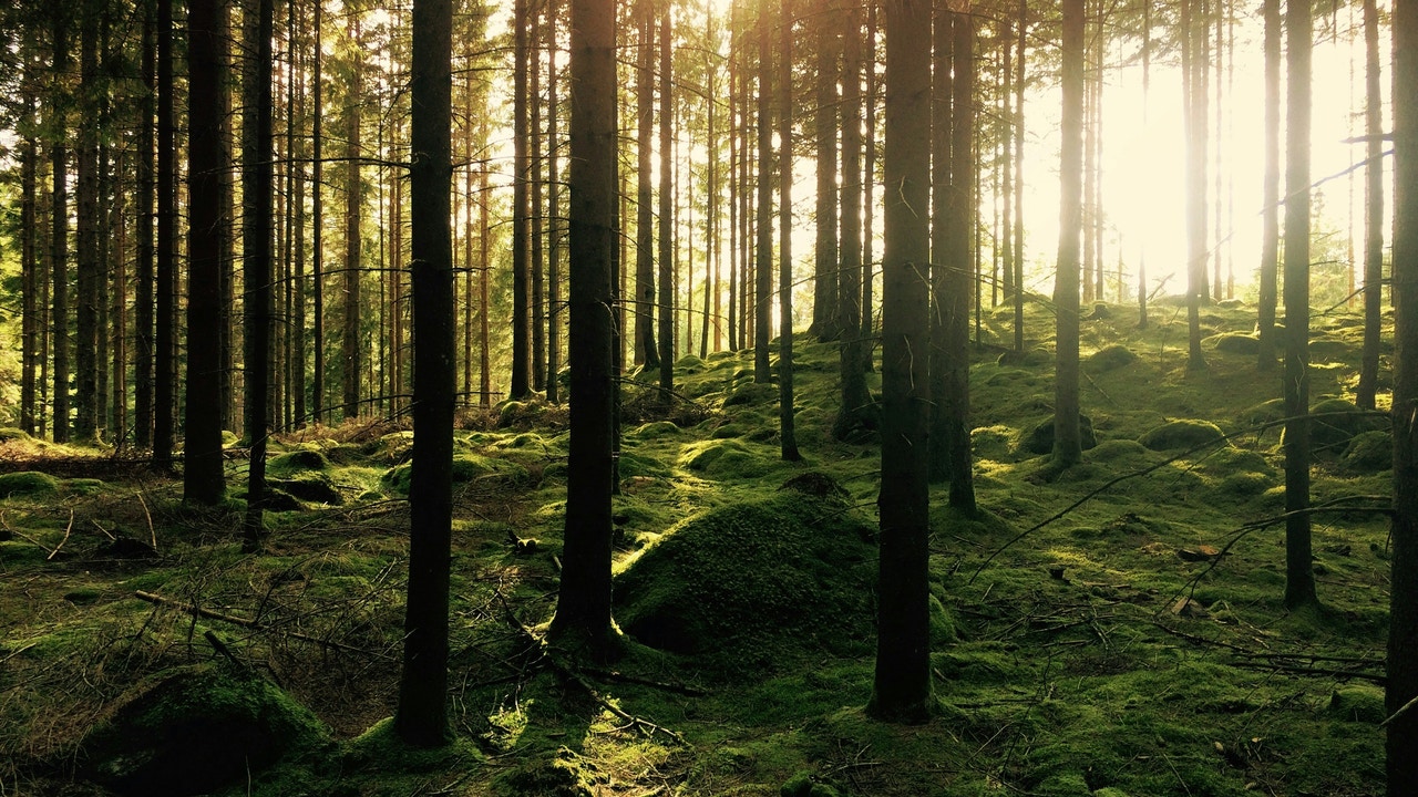 'Valencia Biovaloriza', a clean energy project that prevents fires thanks to forest biomass
