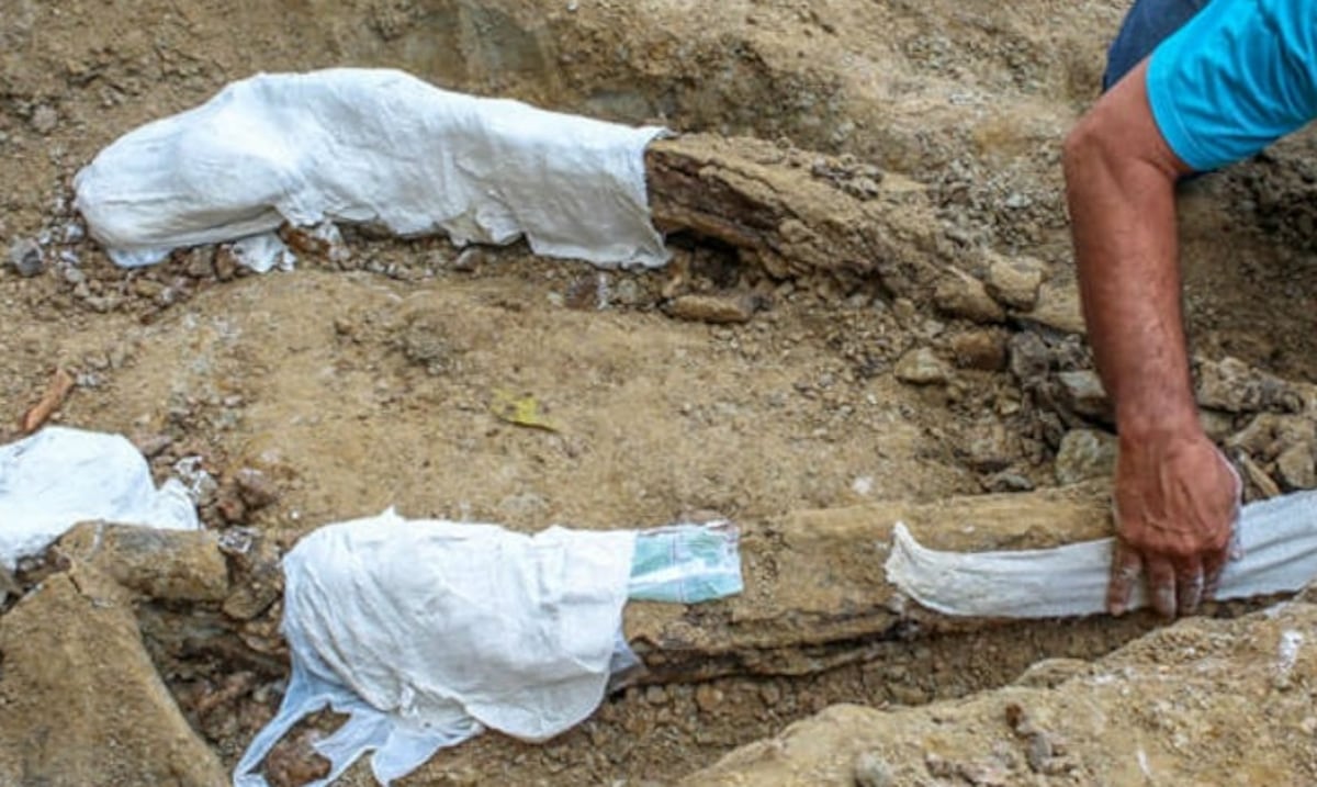 Fossil remains of marine animals found in southwest Argentina