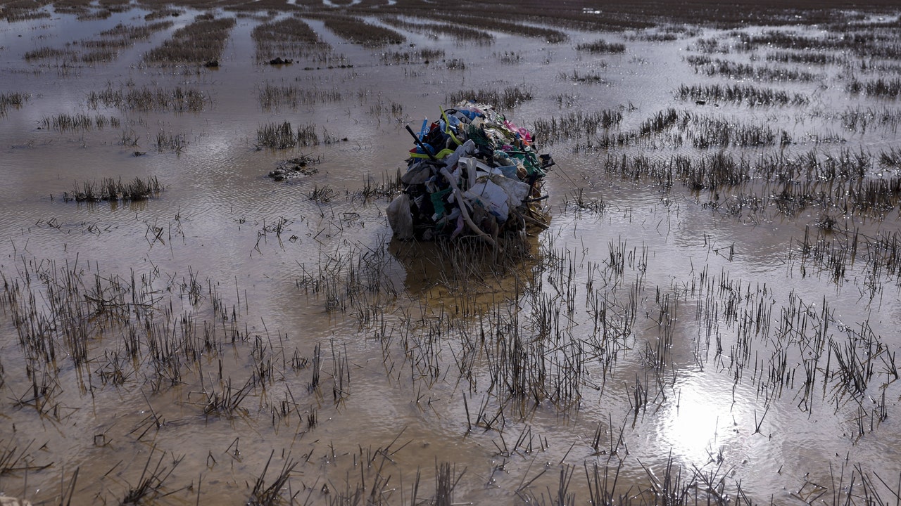 La Albufera, in ecological danger