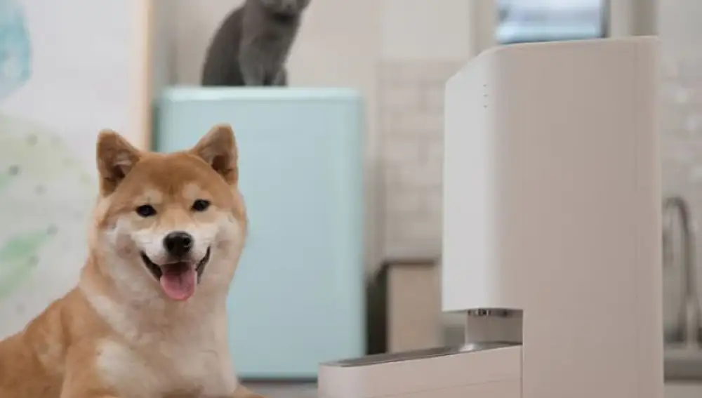 For both dogs and cats