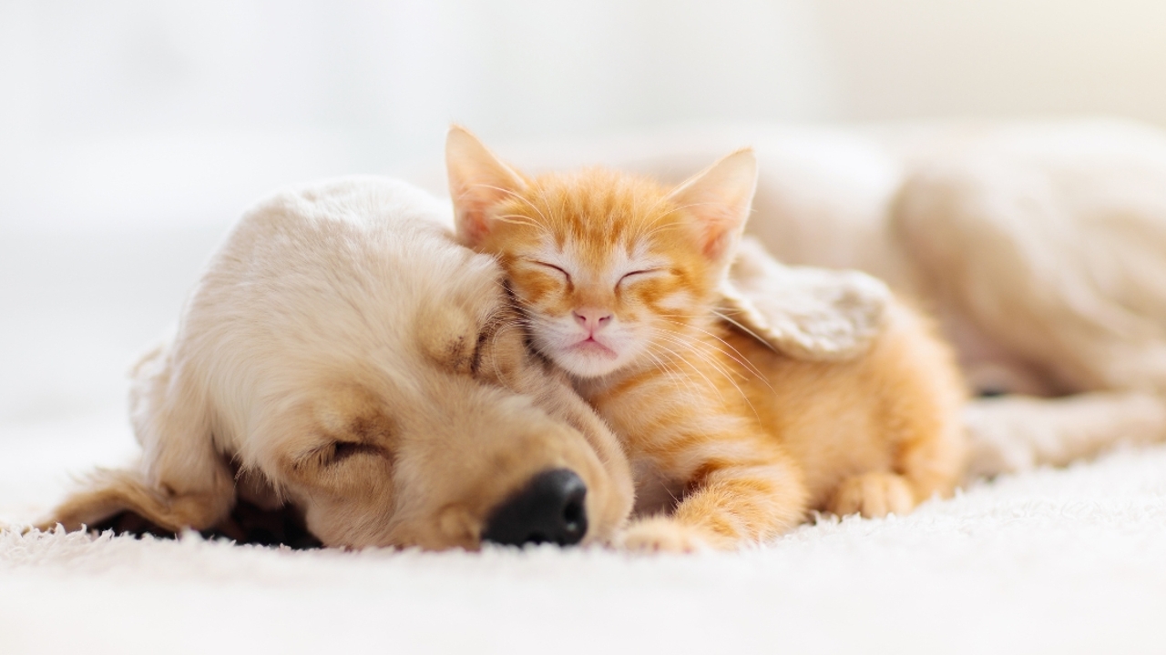 Sunday's Bazaar: the best gadgets for pets