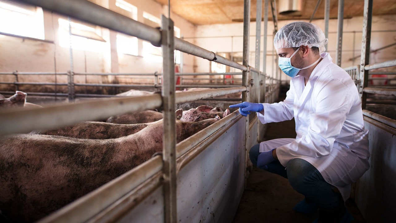 "Biohacked" pigs to decarbonize Murcia