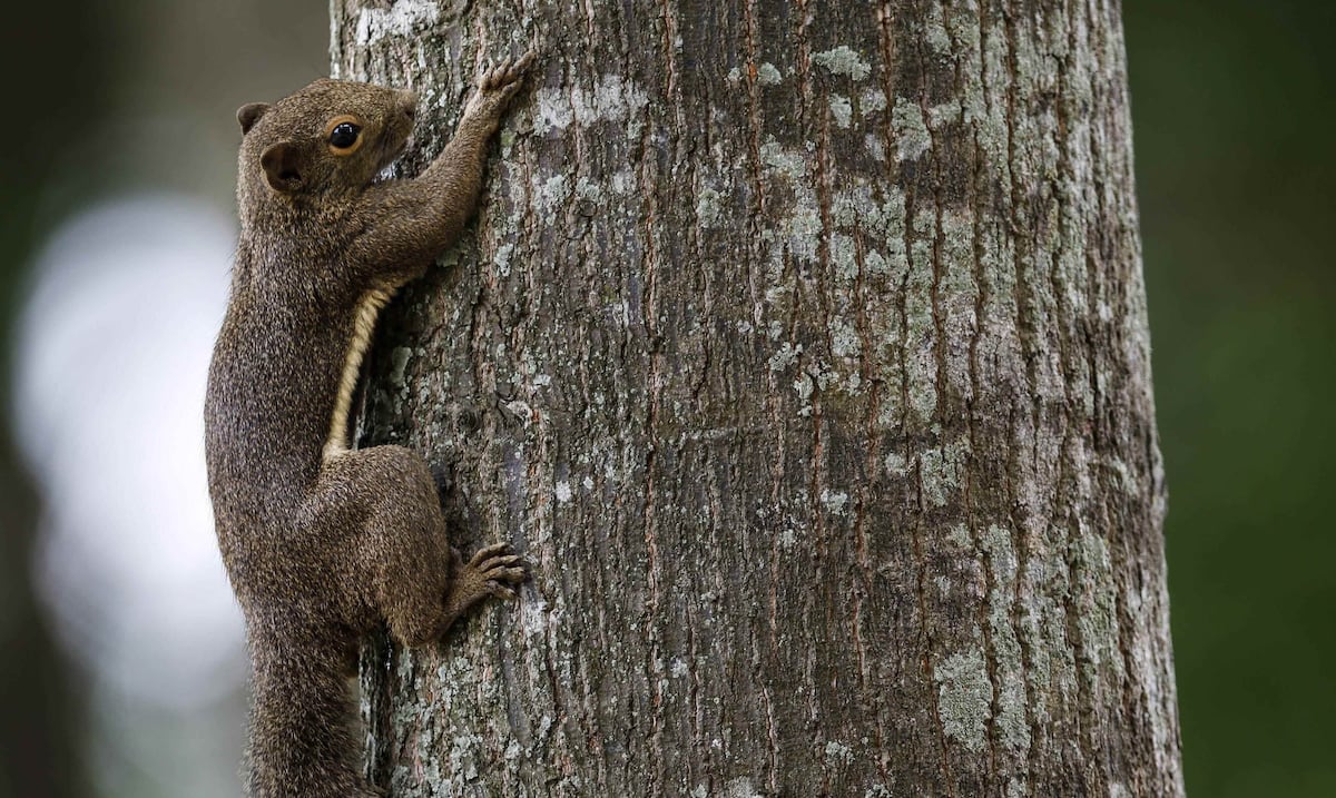 Study: California squirrels behave like carnivores and eat rodents