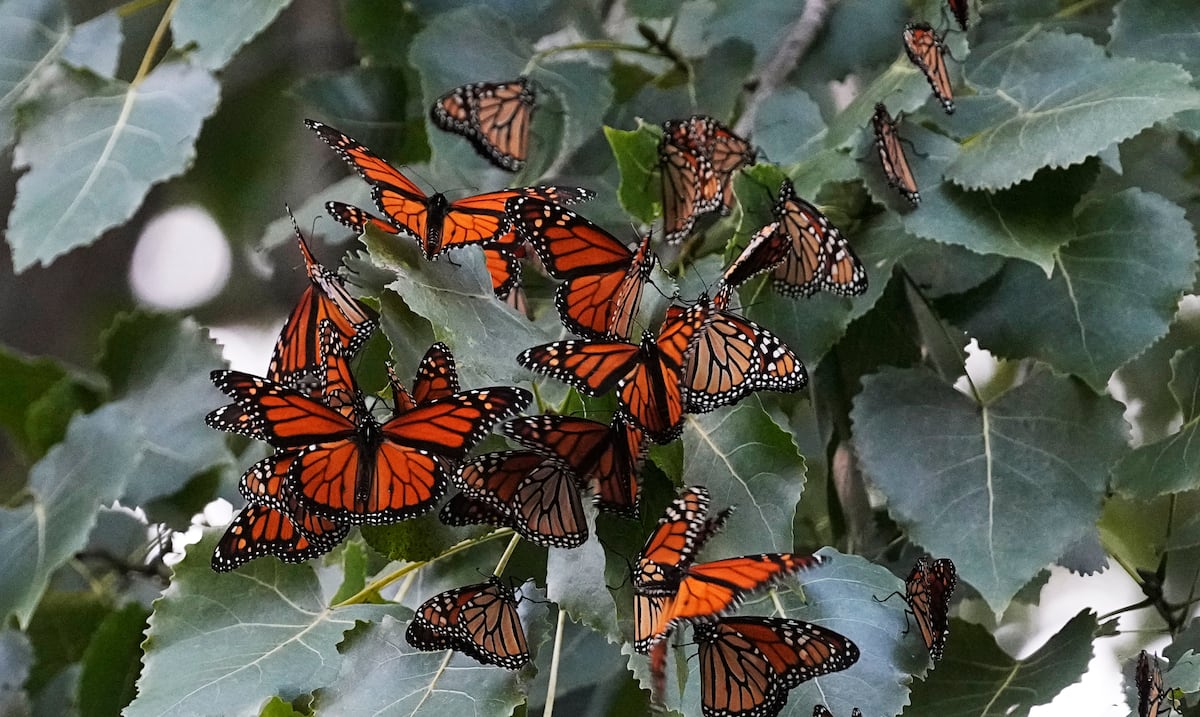 The United States plans to declare the monarch butterfly a threatened species