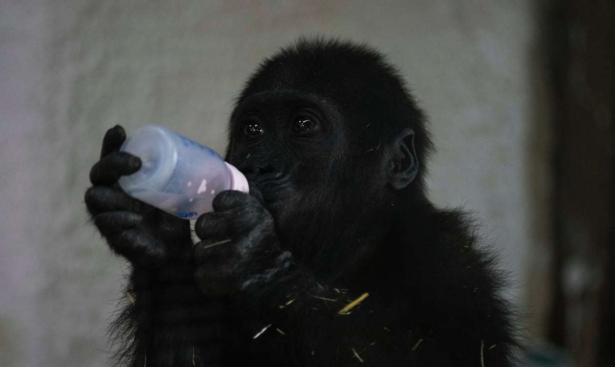 Young gorilla rescued from airplane hold recovers in Istanbul zoo