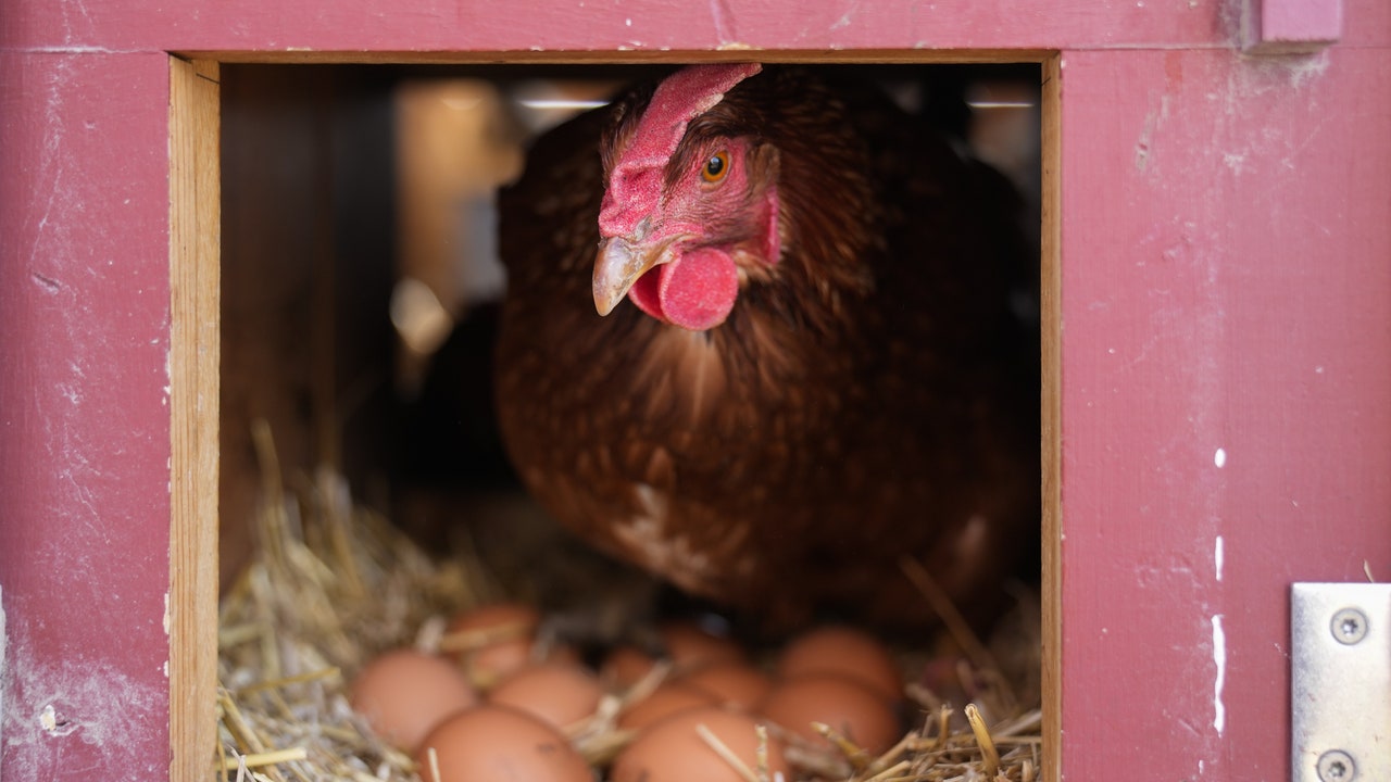Controversy for the registration of self -consumption chickens