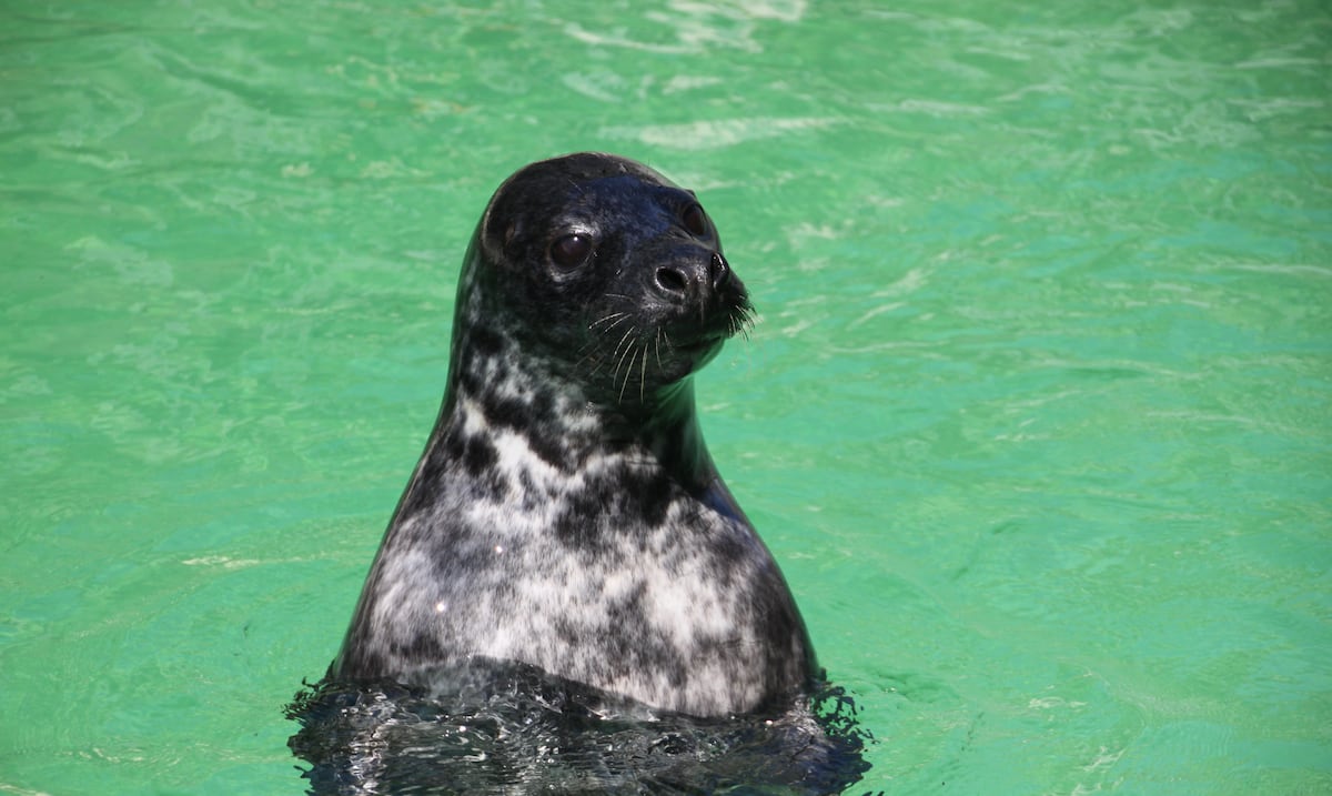 How do the seals avoid drowning during their long dives?