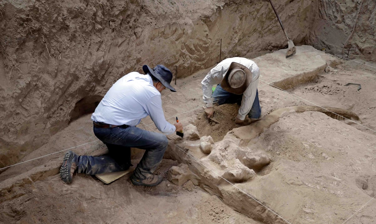Paleontologist demands university for sending fossils of 380 million years