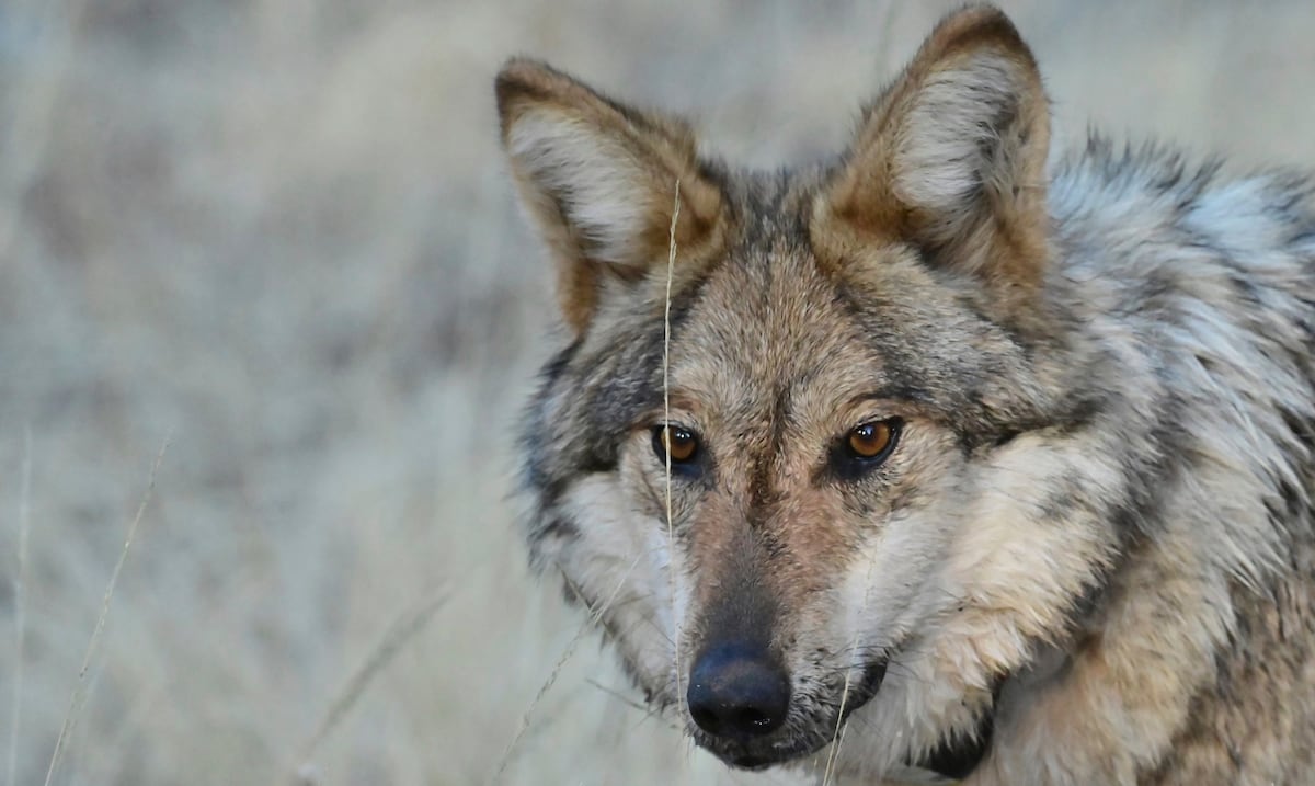 Alarm in New Mexico: missing pets and deaths of cattle attributed to wild wolves generate concern
