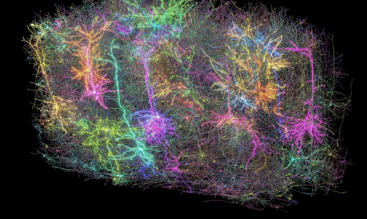 It looks like a galaxy!: Scientists map a complex part of the brain of a mouse