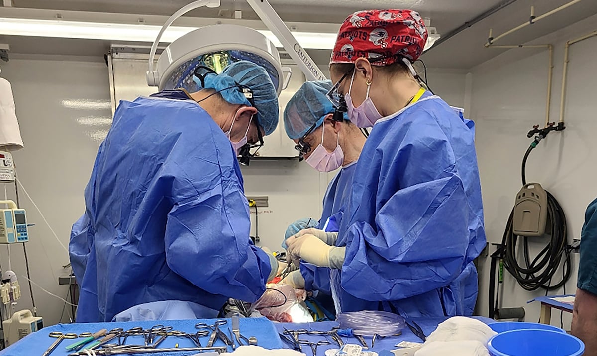 They will test if pork liver can be used for dialysis treatment