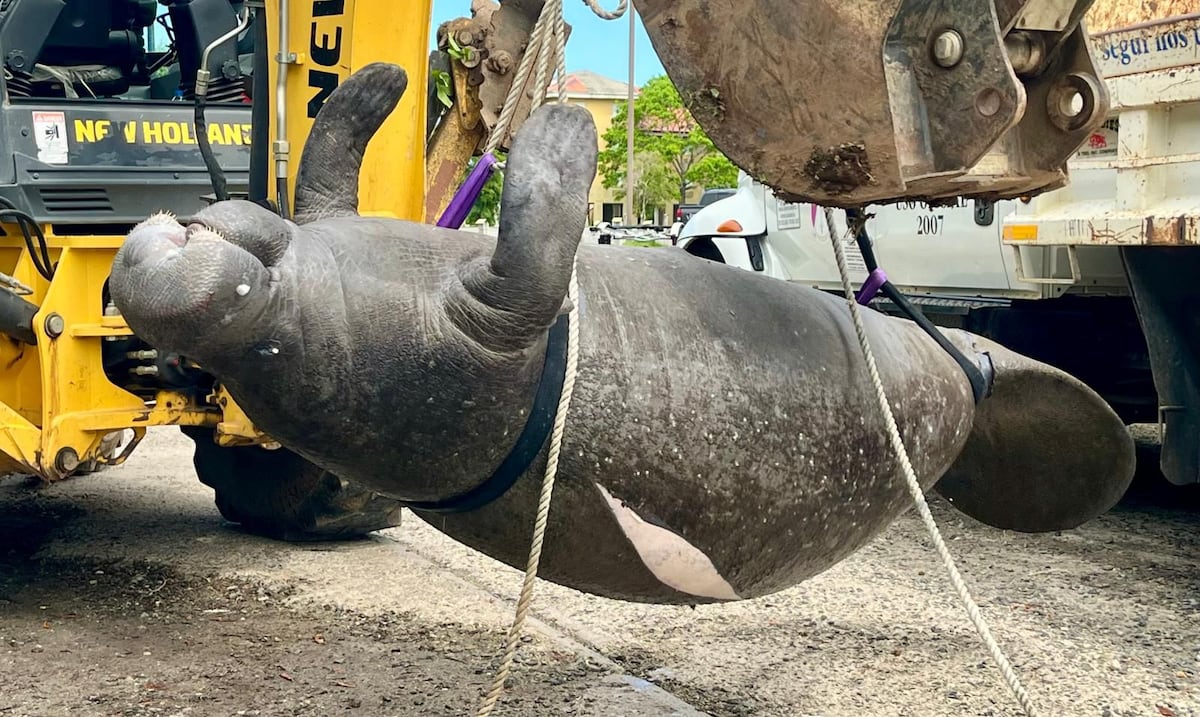 A manatee dies in Cabo Rojo after being impacted by a boat