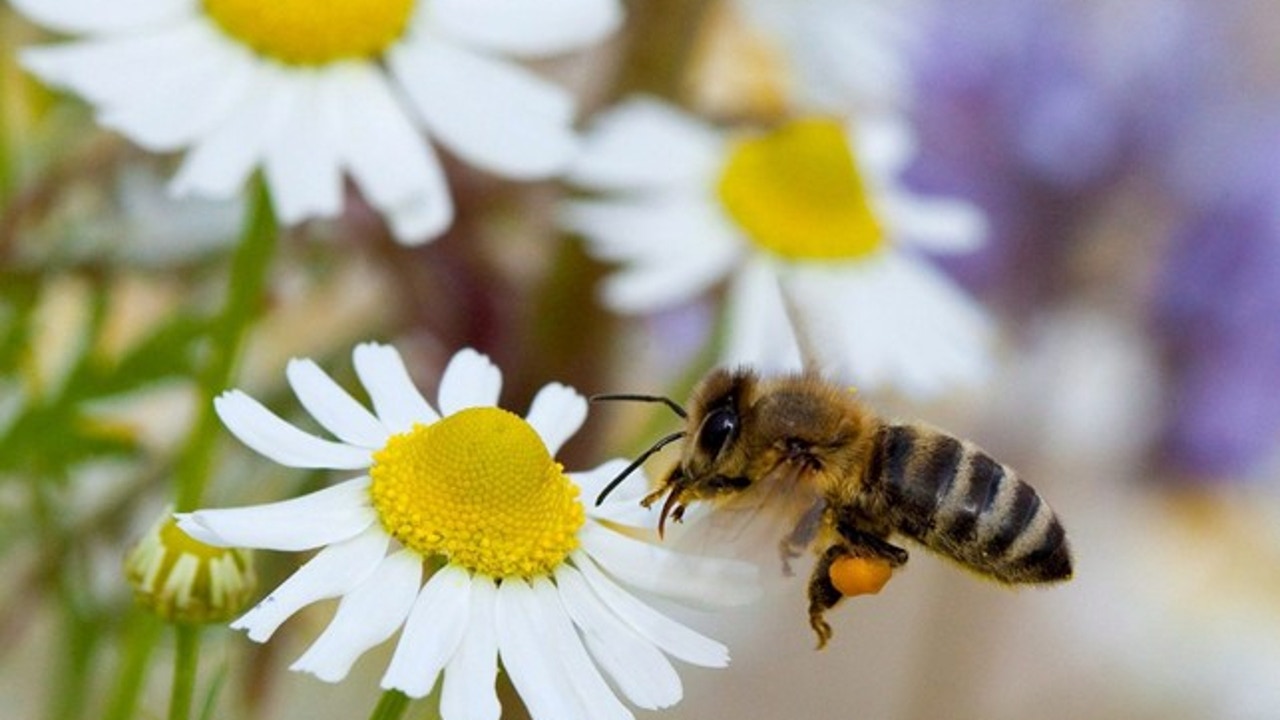 The extinction of bees: a global threat