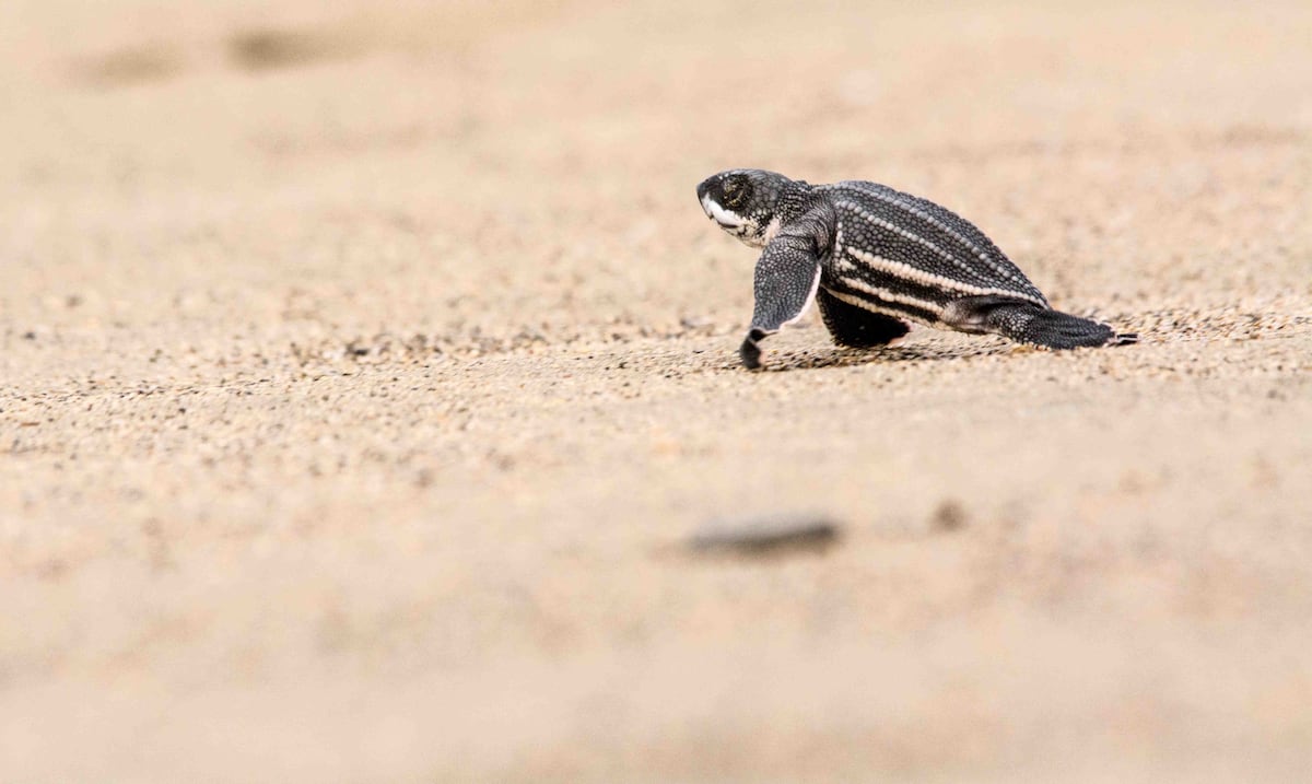 Action for sea turtles: Boricua organization collaborates from the island in global beaches cleaning